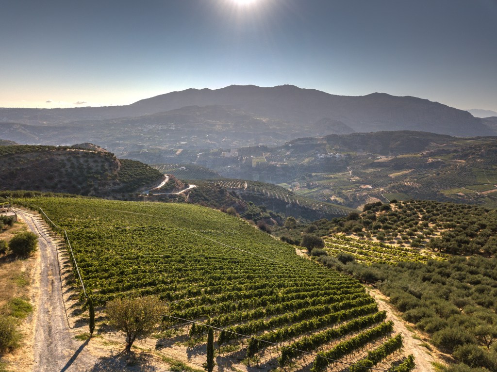Vineyard landscape in Crete, Greece